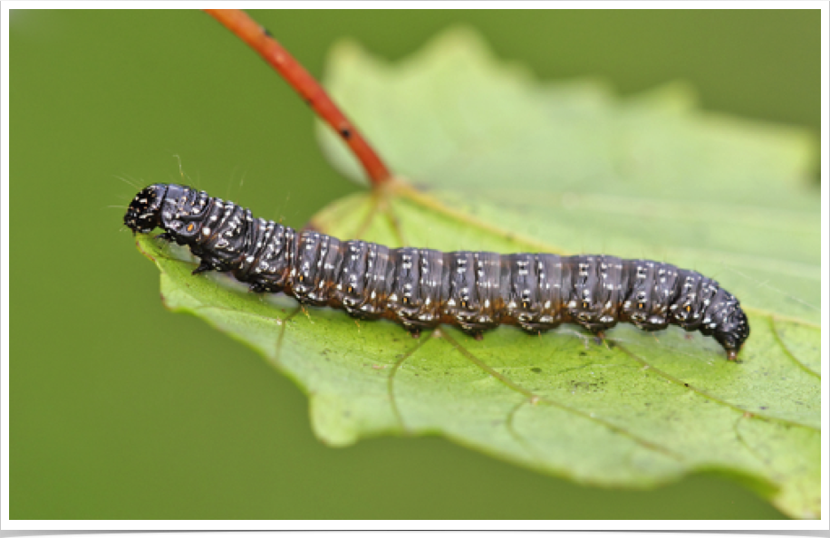 Omphalocera cariosa
(no common name)
Greene County, Alabama